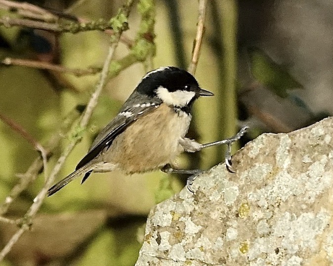 coal tit